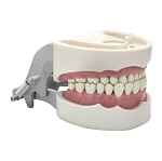 1560 Upper and Lower Gingiva